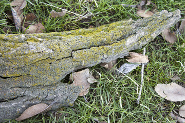 green moss on the bark