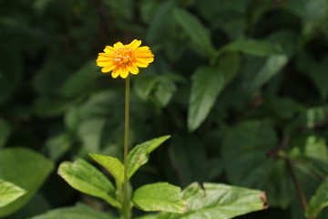 Flor amarela vibrante destacada em meio a ramos verdes e folhas na sombra, criando um contraste natural e delicado, capturando a essência da beleza tropical em detalhe