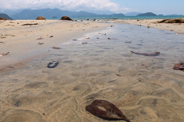Praia do Léo, em Ubatuba/SP, com pedras em primeiro plano, mar tranquilo e a praia ensolarada ao fundo, destacando a beleza natural e o cenário paradisíaco da região litorânea brasileira.