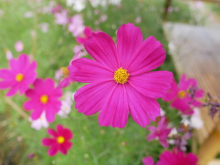 Fototapeta premium Cosmos
