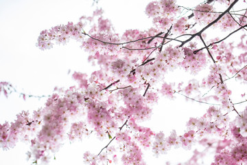 Obraz na płótnie Canvas cherry tree in blossom 
