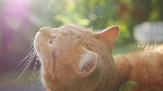 Red cat resting lying in the garden on the grass at sunset. Cat plays outside during sunset. In the sun. 4K
