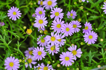 Closeup of purple flowers