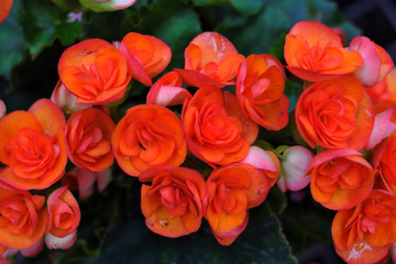 Close up of orange flowers