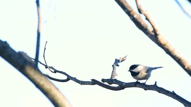 Black capped chickadee bird