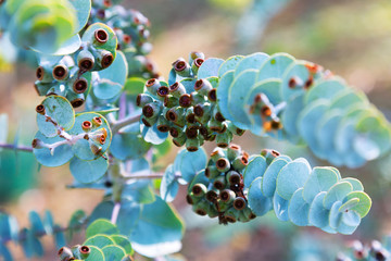  Eucalyptus krueseana plant