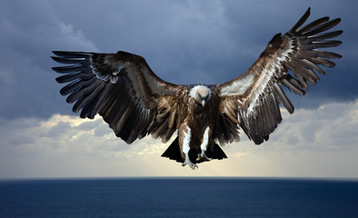 Fototapeta na wymiar Flying vulture