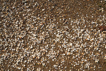 Beach sands texture and background