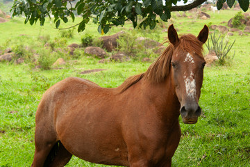 Cavalo IMG_8427