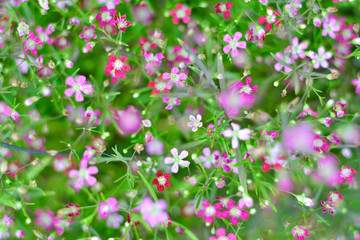 Small pink flowers, the image will blur the vintage style.