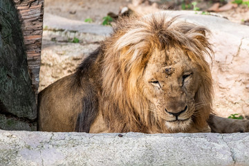 Lion