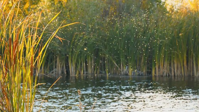 Gnus, mosquitoes or midges fly over the lake and reeds, sedge