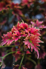 Two colors of red and pink in the same flower