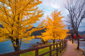 Yellow trees in autumn on a street in Fujikawaguchiko, Japan.