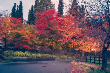 Fototapeta na wymiar Spectacular autumn colors in a forest on the side of Lake Kawaguchi, Japan.