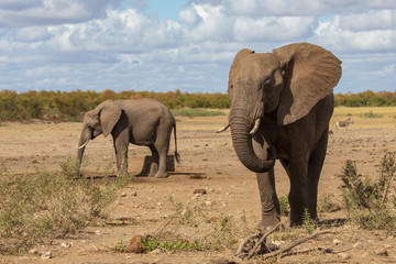 Fototapeta premium Słoń 17