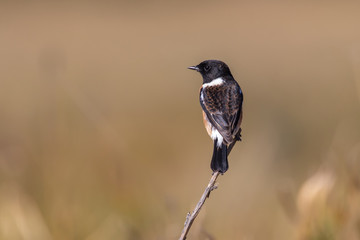 Afrikanisches Schwarzkehlchen