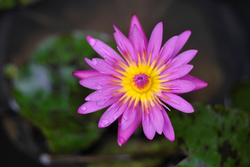 Obraz premium Purple lotus and blurred background