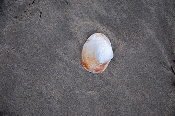 Simple Shell