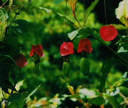 flores conocida como pasiflora 