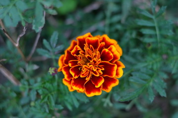 マリーゴールド