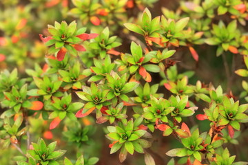 キリシマツツジ