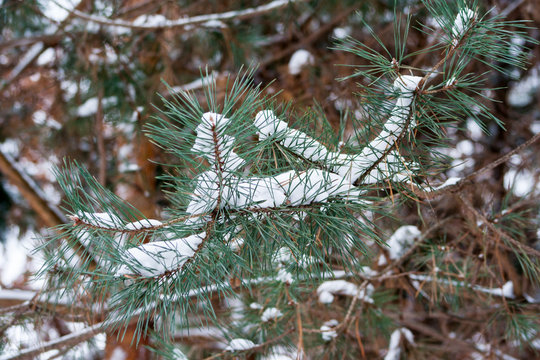 Fototapeta Coniferous tree covered with snow. Pine and spruce in the winter season.