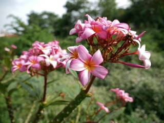 Plumeria, Frangipani, Temple tree are flowers  popular in Thailand. Multi color flower , bokeh background.