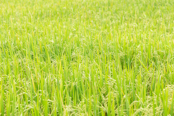 Green rice paddy on rice plant