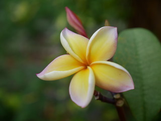 Plumeria, Frangipani, Temple tree are flowers  popular in Thailand. Multi color flower , bokeh background.