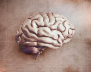 anatomical human brain, mesh vector, scientific article design and medical booklet