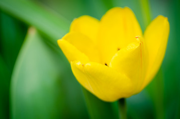 beautiful yellow tulips