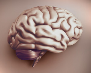 anatomical human brain, mesh vector, scientific article design and medical booklet