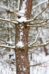 Forest in the winter. Trees covered with white fluff and snow. A heavy snowfall.