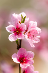 beautiful peach blossom