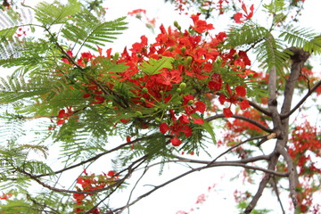 a branch of red flower