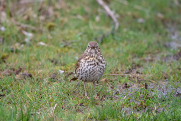 Çayır incirkuşu » Meadow Pipit » Anthus pratensis