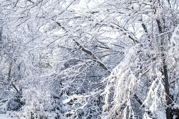 Winter background, close up of frosted pine branch on a snowing day