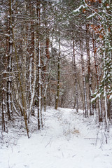 Forest in the winter. Trees covered with white fluff and snow. A heavy snowfall.