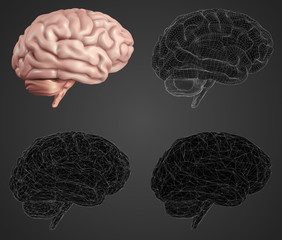 human brain. Vector set in different styles. meshe