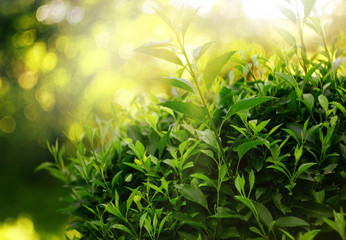 fresh green foliage bush