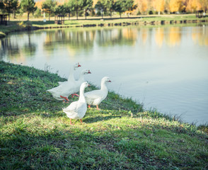 Geese on the Lake