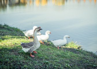 Geese on the Lake
