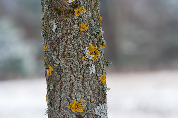 moss and lichen on a tree in winter season