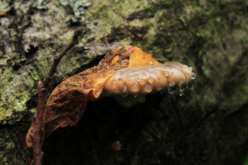 mushroom in forest