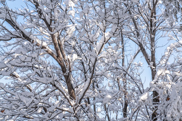 Fototapeta premium Winter background, close up of frosted pine branch on a snowing day