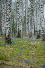 Spring natural background, Wallpaper: spring forest with blue flowers of Lungwort . Concept of early spring and primroses.