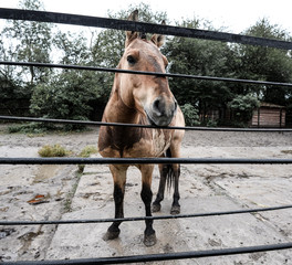 Horse at zoo. Horse in rainy weather in zoo aviary