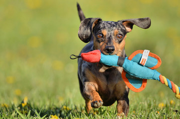Doxie playtime