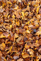 Yellow and brown tree leaves on the ground in the forest in autumn